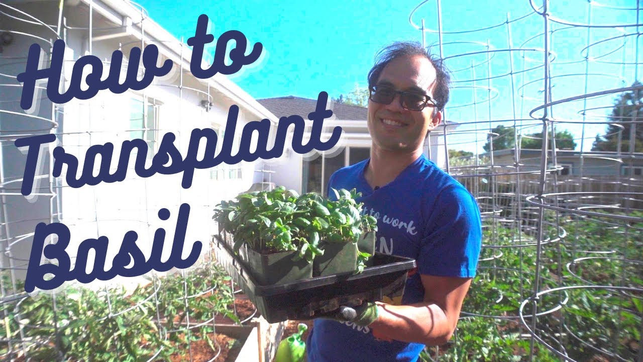 How and When to Transplant Basil!