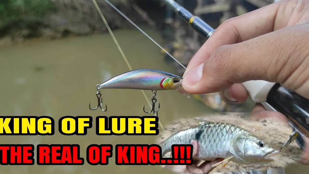 casting hampala || casting ikan hampala babon || predator arus deras