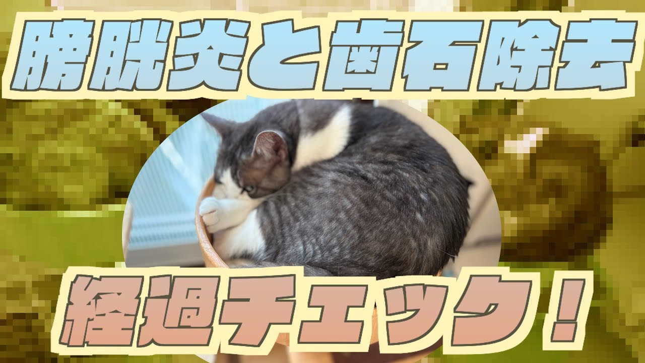 りくの膀胱炎、歯石除去の経過チェックで病院へ！20250802