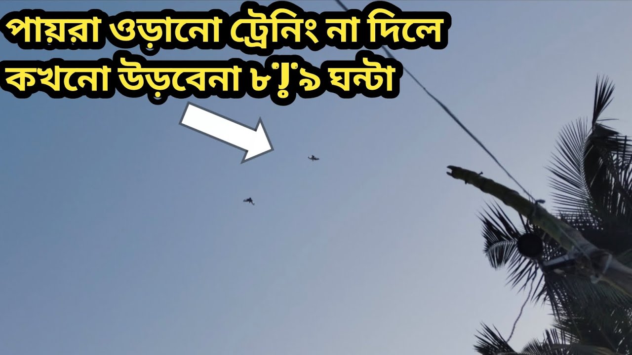 ট্রেনিং না দিয়ে পায়রা ৮.৯ ঘন্টা কখনোই ওড়ানো সম্ভব না