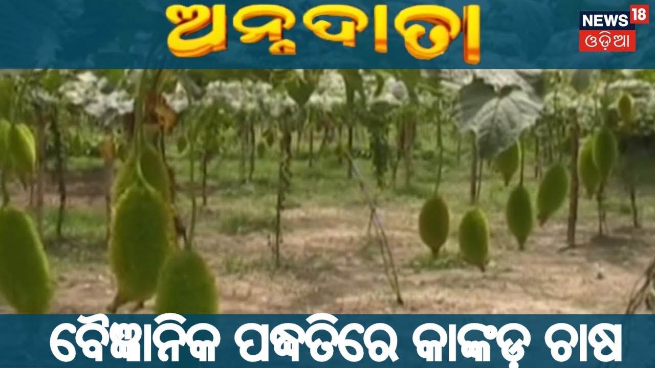 ବୈଜ୍ଞାନିକ ପଦ୍ଧତିରେ କାଙ୍କଡ଼ ଚାଷ  | ANNADATA | NEWS18 ODIA