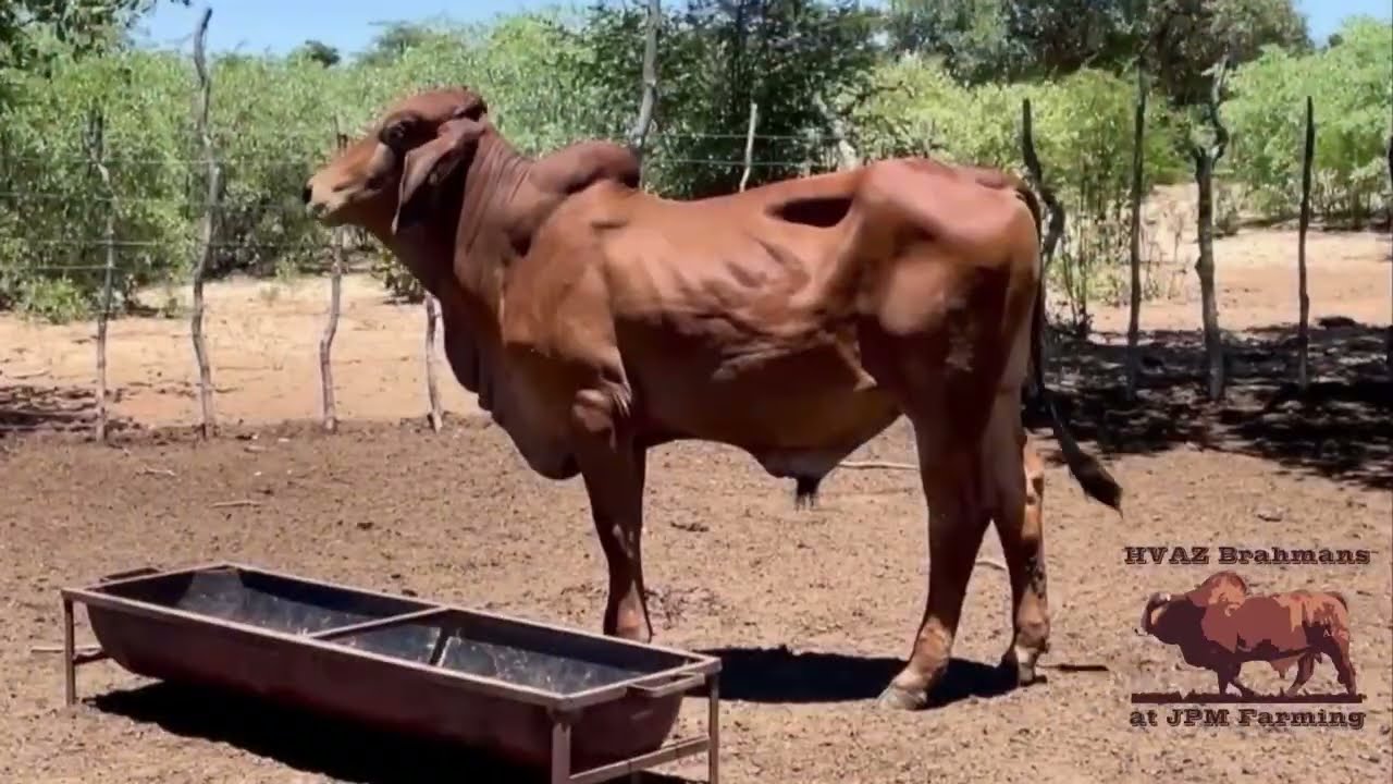 HVAZ Brahmans- Sharing Our Veld Performance Genetics 01