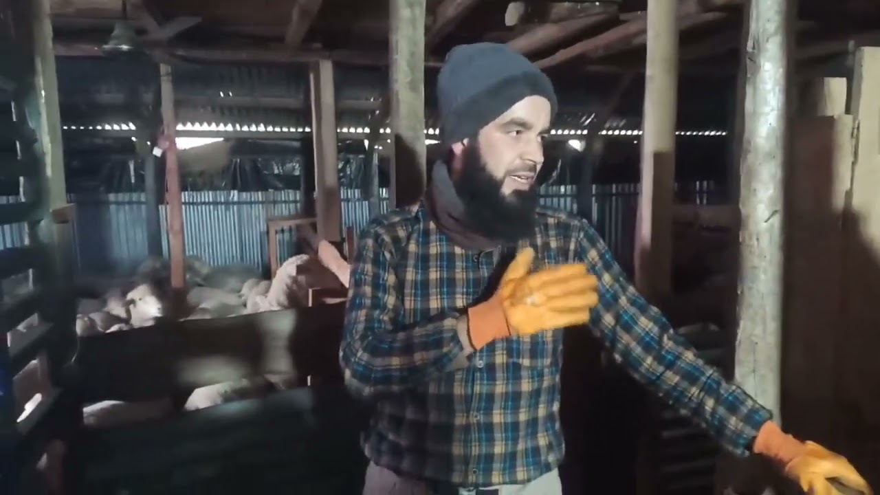 KashVet feed Review| Hill Top Sheep Farm
