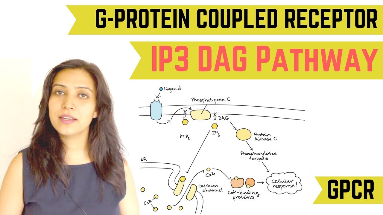 IP3 DAG PATHWAY | G-PROTEIN COUPLED RECEPTOR (GPCR)