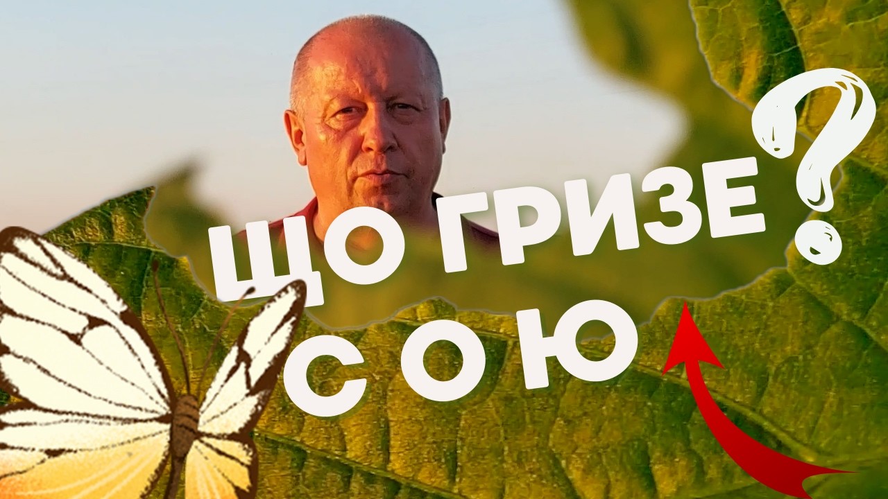 Луговий метелик на сої | Як з ним боротися?