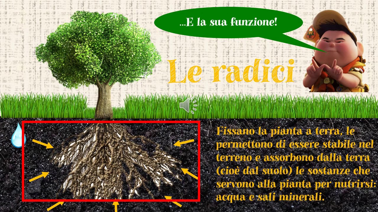 LE PIANTE