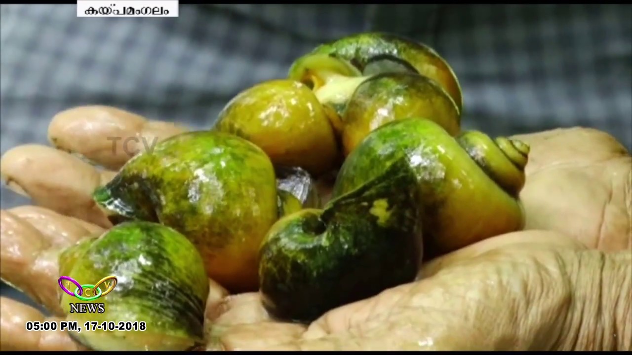 ഞവണിക്ക കൃഷിയുമായി ഹൈദ്രോസ് | T.C.V. Kaipamangalam