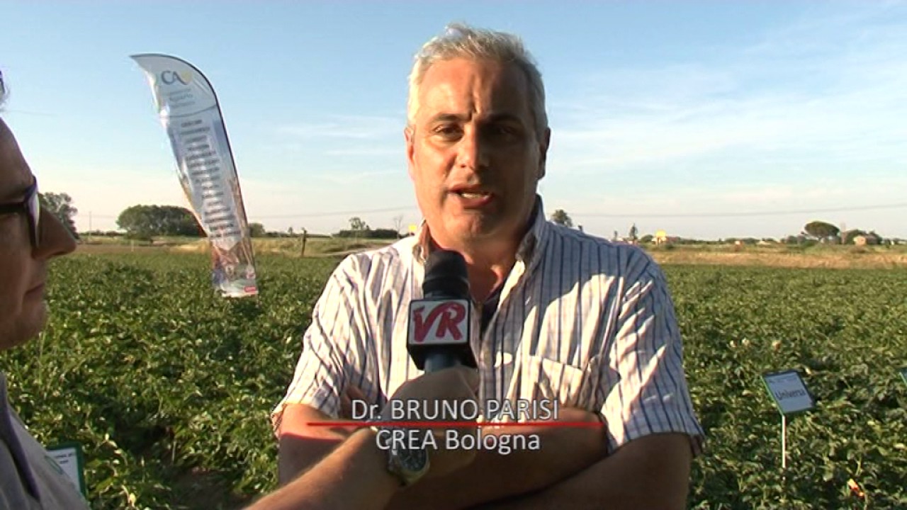 patata 2017