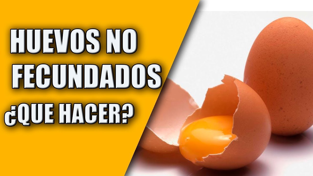 Cria Canarios (Huevos sin pise, ¿Que hacer?) 2019