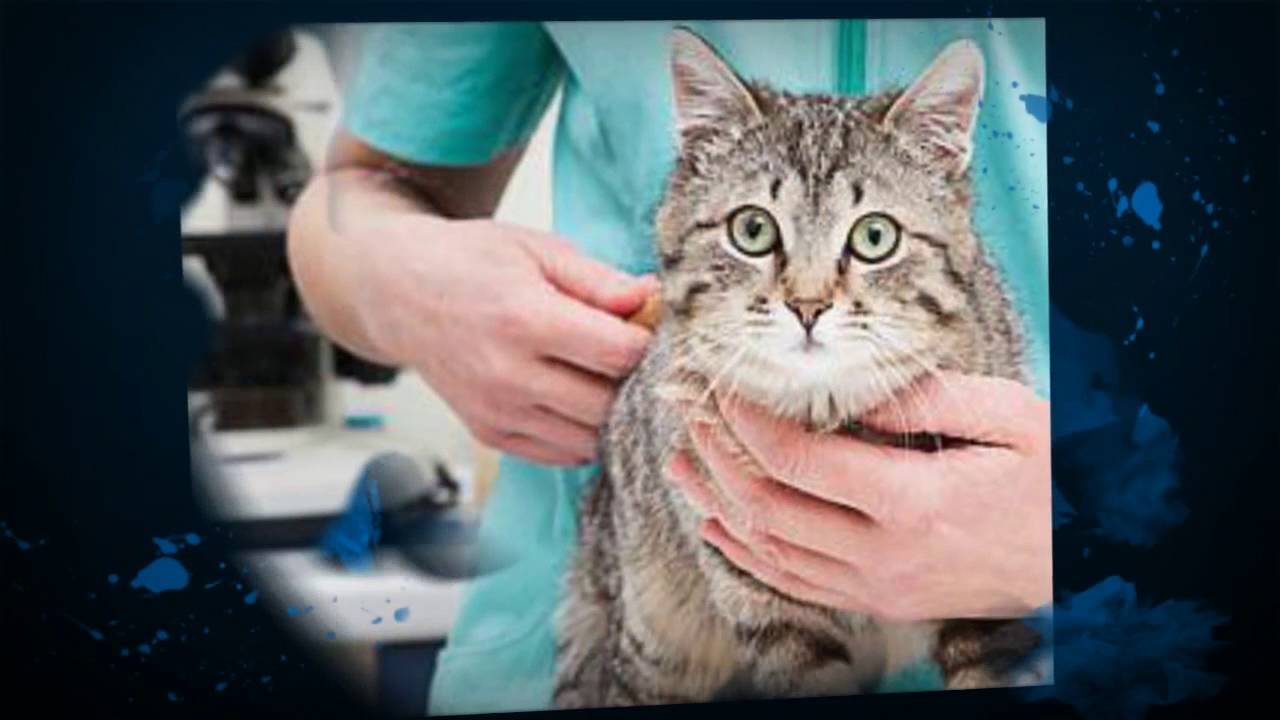 Advanced Pet Care in Wellington