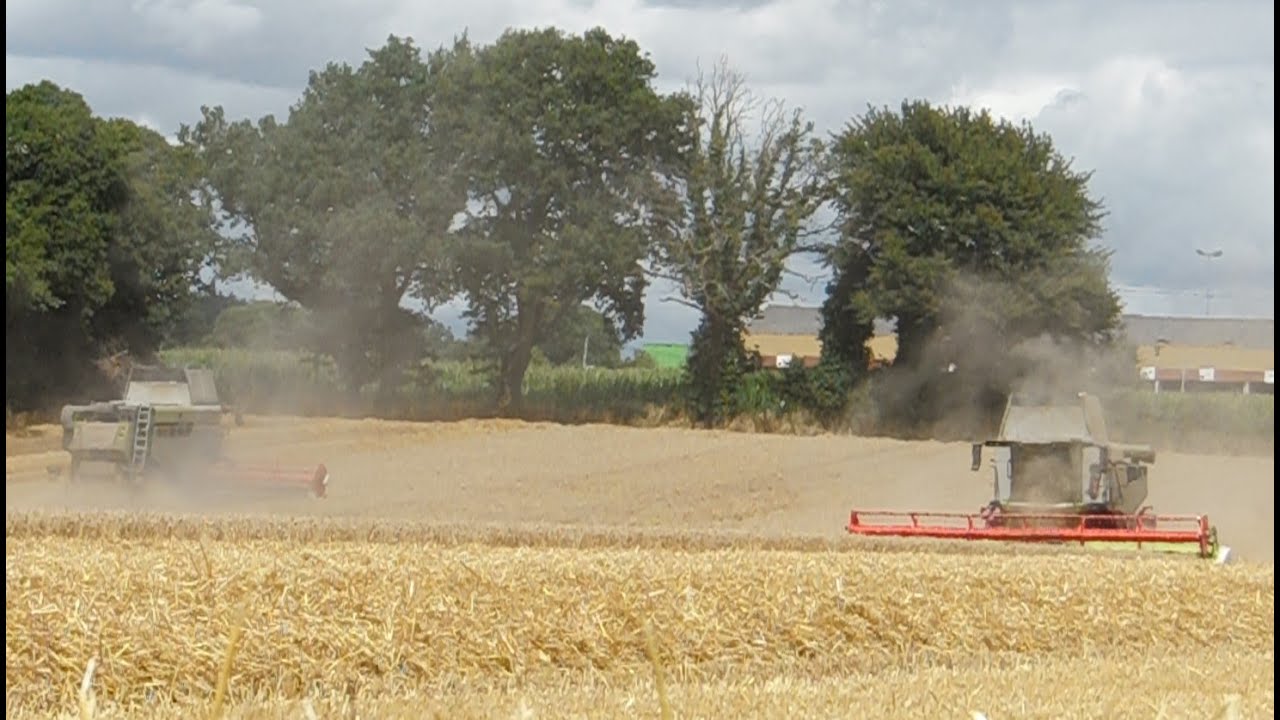 2 LEXION DANS LE MÊME CHAMP !!! | 5500TT x 7500 | MOISSON BLE 2023 🌾