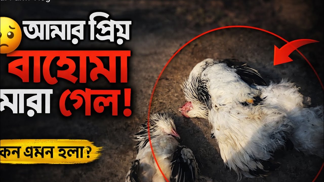💔 আমার প্রিয় বাহোমা মারা গেল…হঠাৎ এমন কেন হলো? 😔#FarmVlog #BahamaChicken #villagelife 