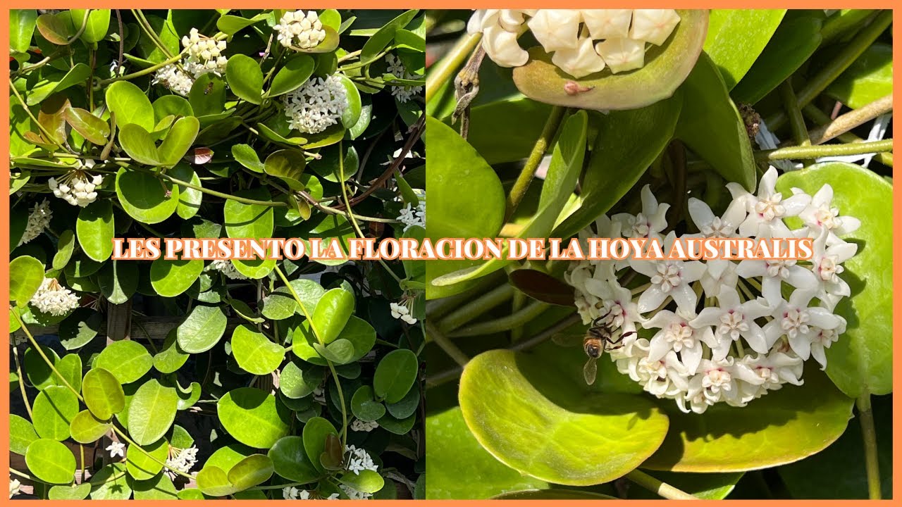 LES PRESENTO  LA FLORACION DE LA HOYA AUSTRALIS