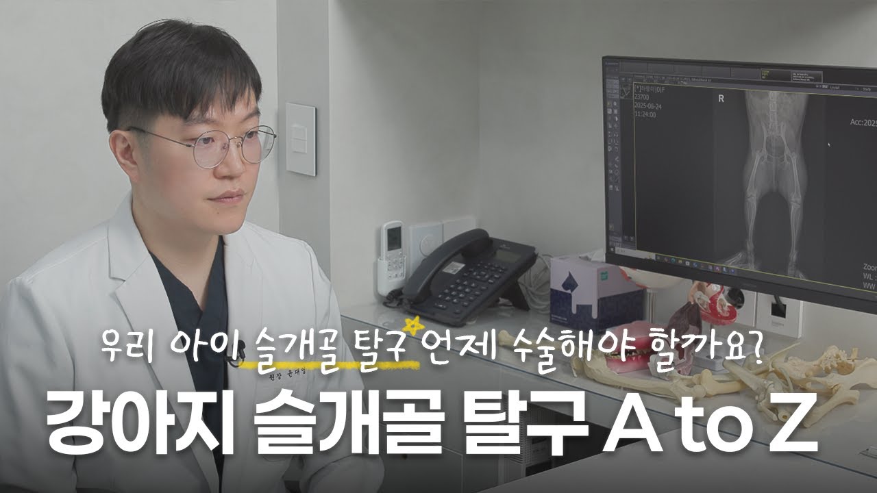 강아지 슬개골 탈구 증상부터 수술 방법까지 A to Z  | 24시 솔동물의료센터