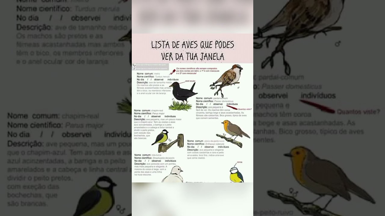 5 CURIOSIDADES SOBRE OS PASSARINHOS 