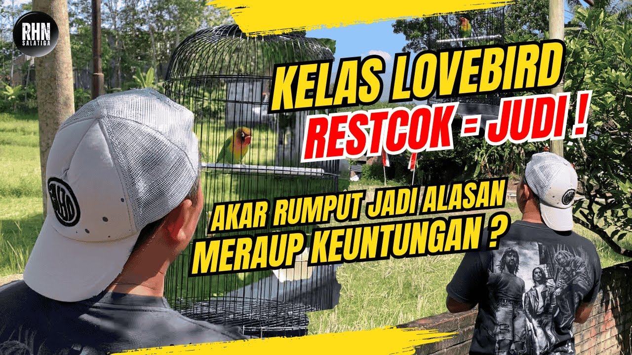 KELAS LOVEBIRD RESTCOK SAMA DENGAN JUDI  ! AKAR RUMPUT JADI ALASAN UNTUK MERAUP KEUNTUNGAN ?