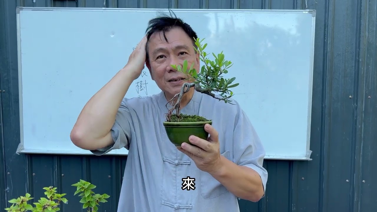 看過利用根系做出來的主幹嗎？你知道那是怎麼創作出來的嗎？樹型欣賞篇EP9(露根樹型）#林慶祥盆景藝術創作教學#Bonsai