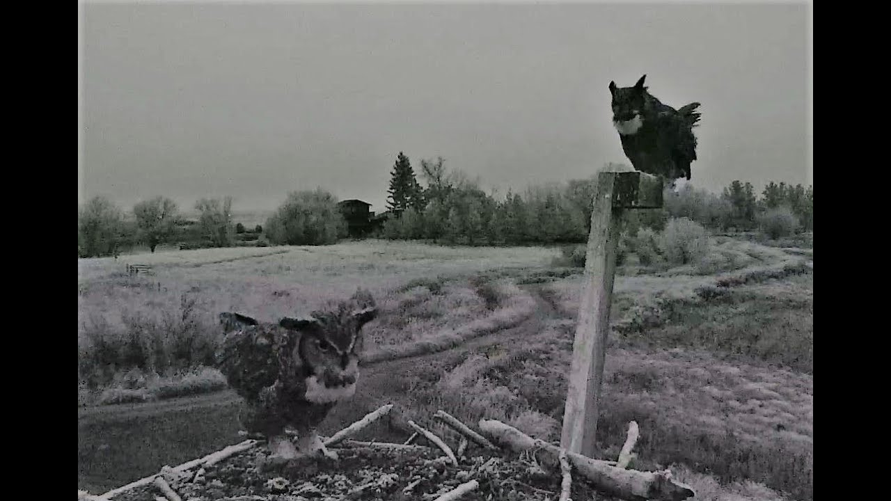 A pair of Great horned Owls meet up and hoot to eachother 2018 11 21 18 46 18 224