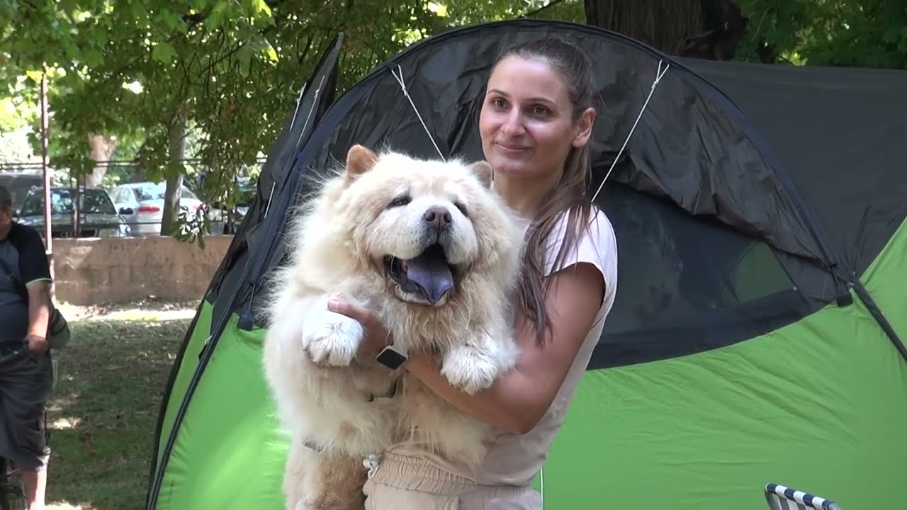 29 izložba pasa   Negotin