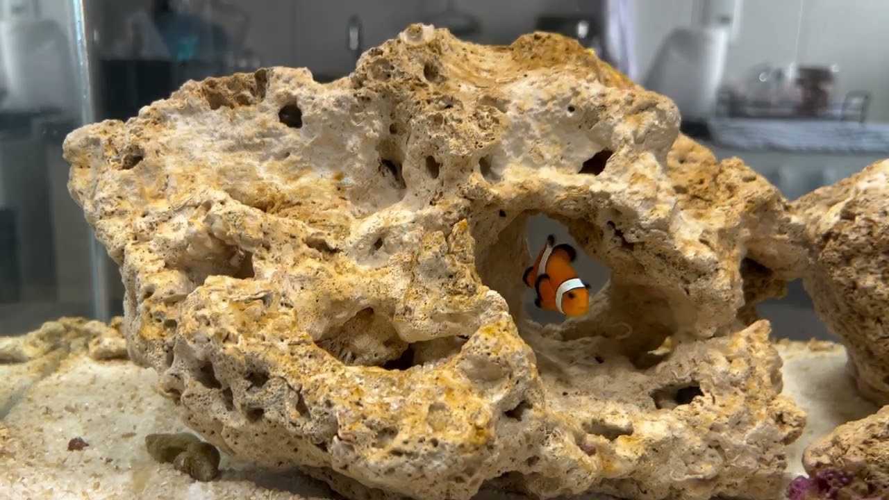 MEU NOVO AQUARIO MARINHO!!