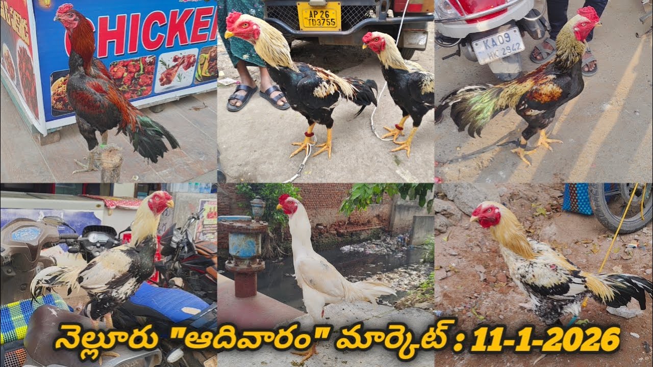 Nellore Sunday Kolla Market   :  11-1-2026, #nelloresundaykollamarket #venkyberasatv #aseelmarket