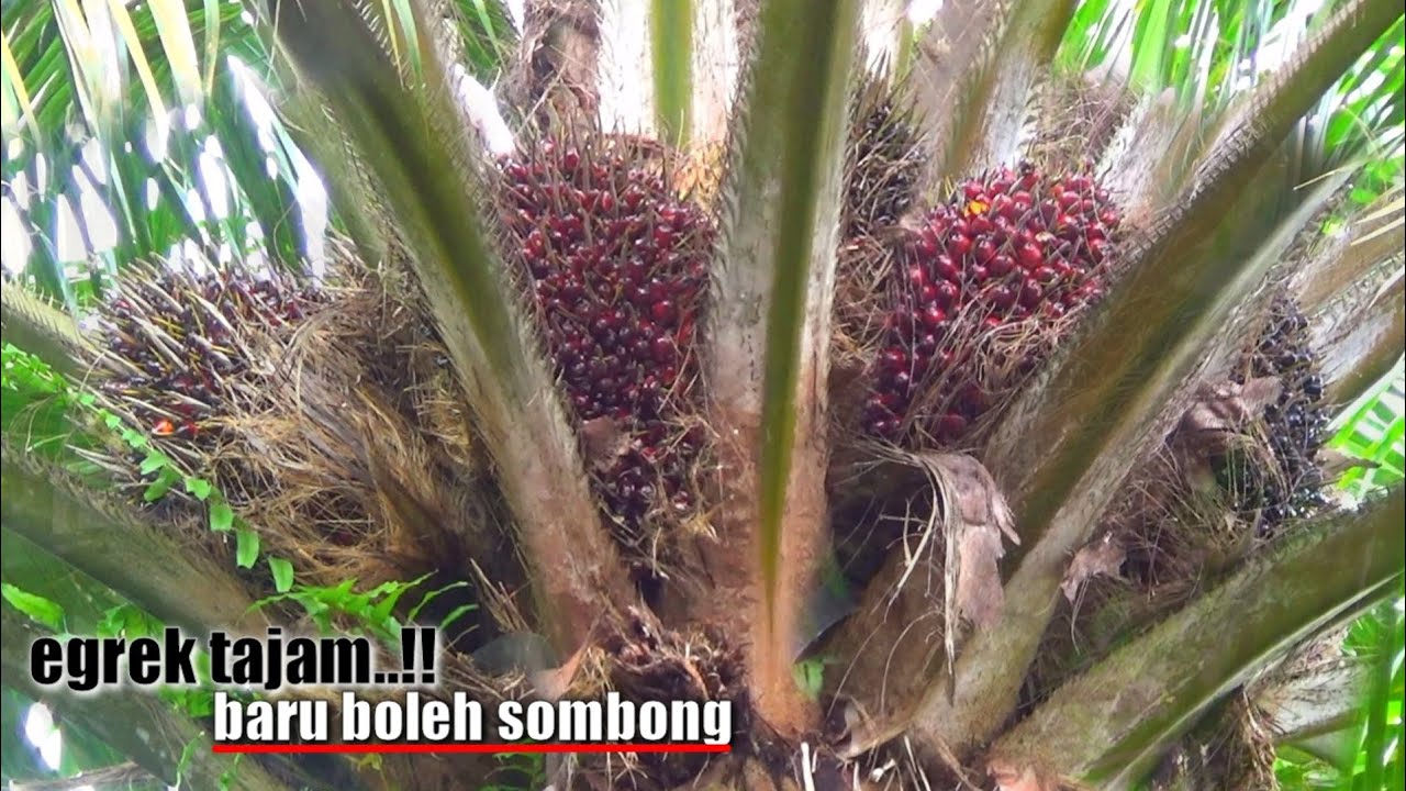 EGREK SUPER TAJAM ITU SEPERTI INI || PANEN SAWIT  PULUHAN TON TERASA CEPAT