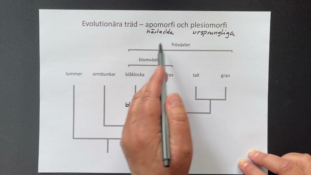 Evolutionära träd: Begreppen apomorfi, plesiomorfi och homoplasi