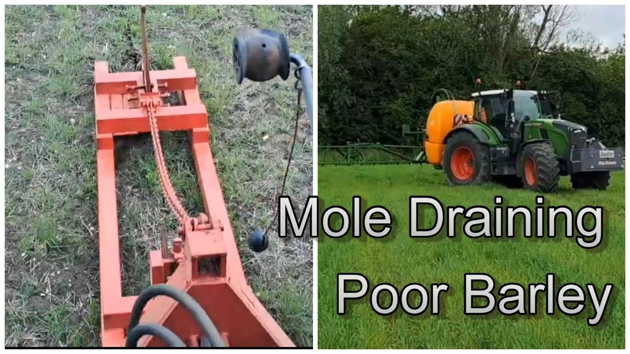 Mole Draining and Poor Barley crop
