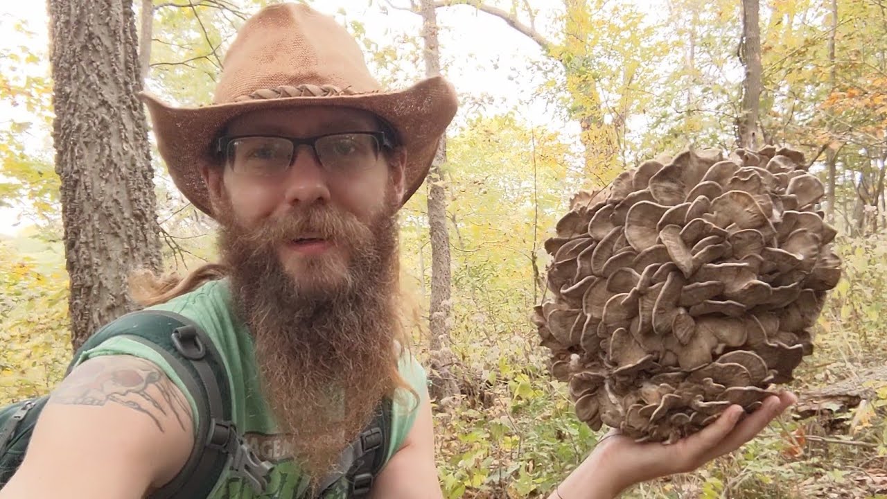 Tips For Hunting WILD 🍄's! Harvesting Hen of the Woods (Grifola frondosa). Fall Foraging 2021!