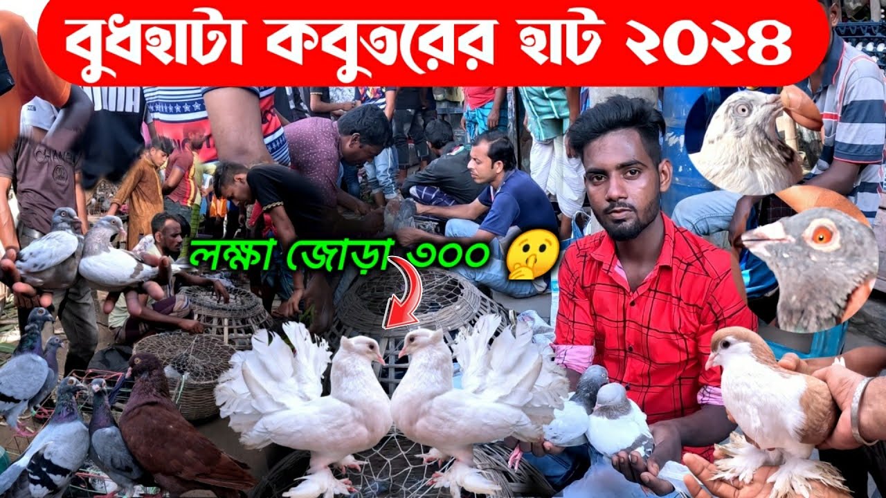 মাত্র ৩০০ টাকায় লক্ষা কবুতর | kobutor hat 2024 | pigeon market in bangladesh | lokkha kobutor