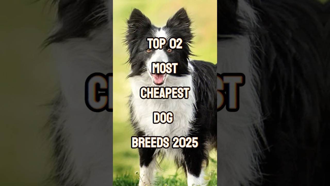Top 2 Cheapest Dog Breeds in 2025 🐶💰 | Budget-Friendly Pets #shorts #dogfacts