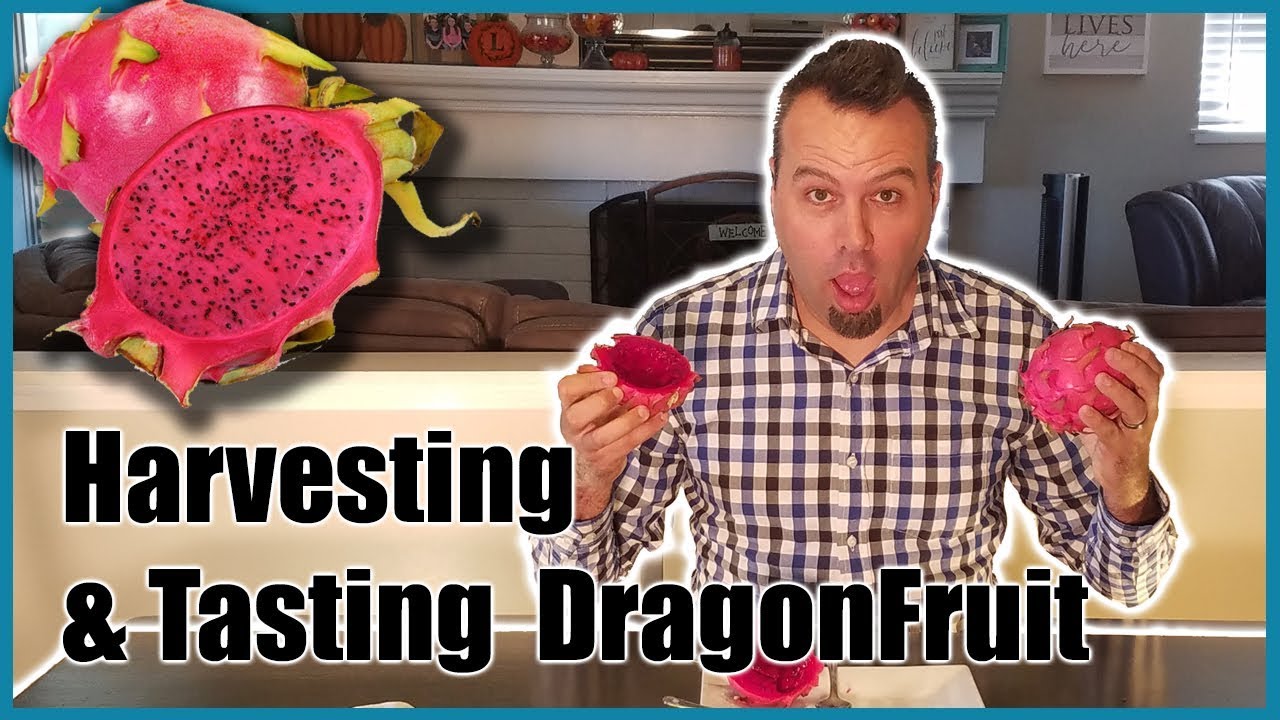 Harvesting Dragonfruit / Tasting Dragon Fruit for the First Time