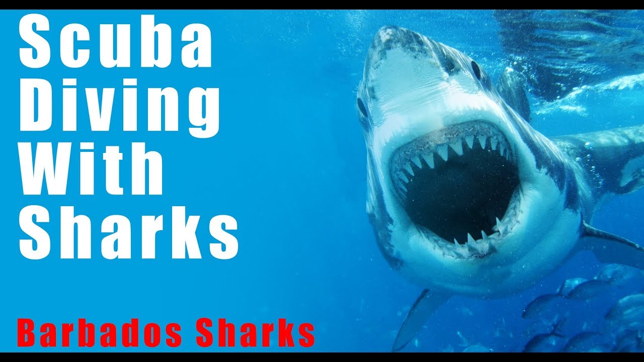 Shark Hole | Barbados Scuba Diving