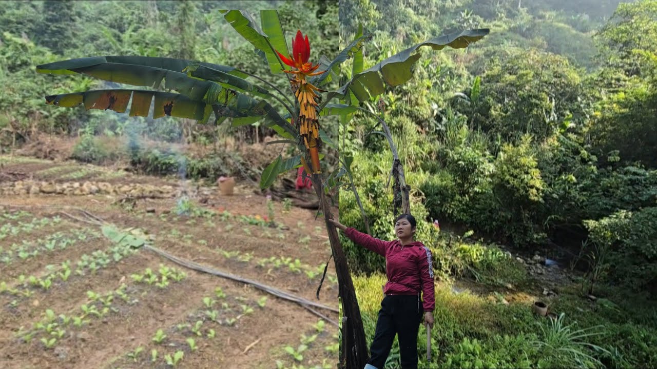  LyTienCa Transforming the forest into a lush green garden that harmonizes with nature