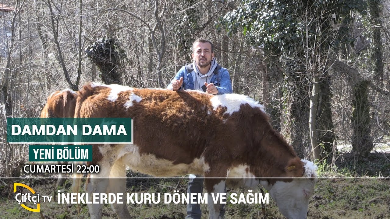 İneklerde Kuru Dönem, Sağım, Kızgınlık ve Tohumlama - DAMDAN DAMA #inek #büyükbaş #hayvancılık