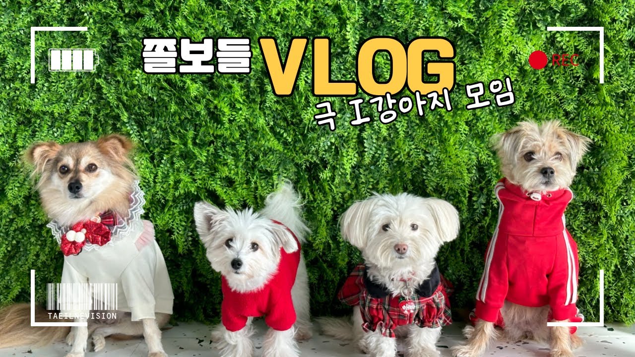 vlogㅣ외유내강의 정석 강아지😎ㅣ😇이중댕격😈ㅣ경상권 시고르자브종 모임ㅣ세하시ㅣ내향적 강아지 모임ㅣ유기견 성장일기🤎🤍