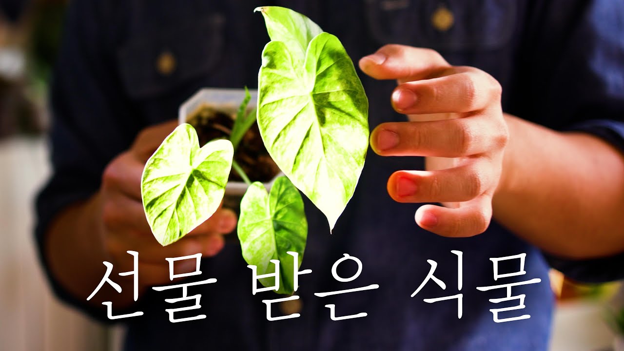 식친에게 받은 선물들 ㅣ 식물 근황 예쁜 식물들 보고서 ㅣ 초보자를 위한 팁 과습