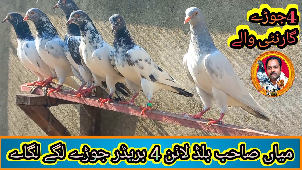 Mian sahb blod line 4 jory lgy lgae ||Rana kasuri pigeon ||location kasur ||03216594731whtsapp ||