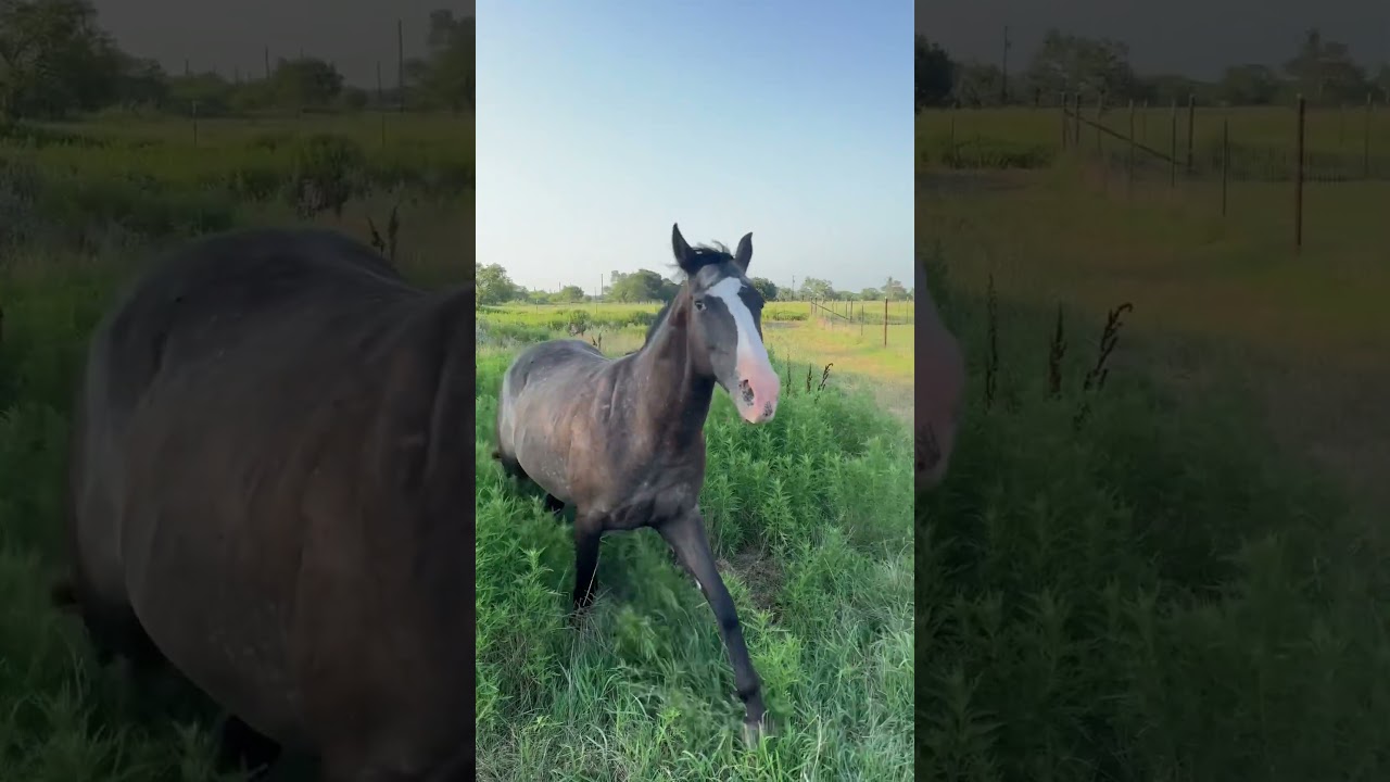 Horses reunite! #rescueanimals #rescuehorse #horse #animals #equestrian #hearttouching