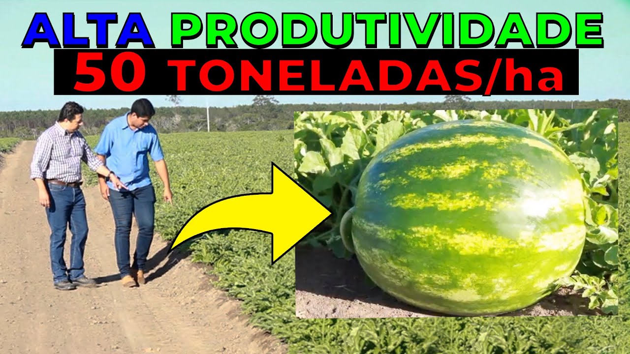 MELANCIA - Produtividade IMPRESSIONANTE em lavoura comercial que colhe até 50 toneladas por hectare