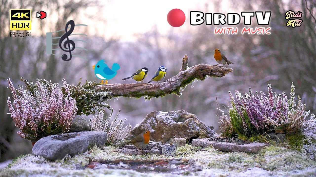 Frozen Bird Feeder and Ambient piano music: #nature4k #birdwatch007 #relaxingmusic