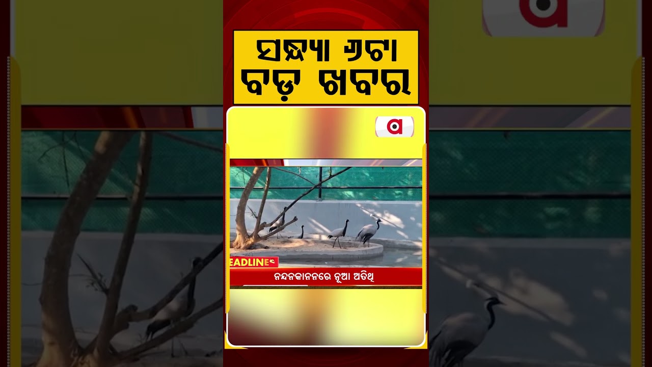 ସନ୍ଧ୍ୟା ୬ଟା ବଡ଼ ଖବର | 6PM Headlines | Today Top News | Big Breaking | Odisha Update | Argus News