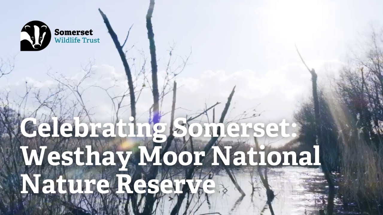 Celebrating Somerset: Westhay Moor National Nature Reserve