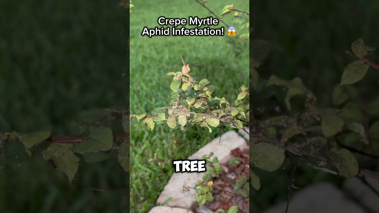 Crepe Myrtle Aphid Infestation Clean Up! 😱 #shorts #gardening #plants