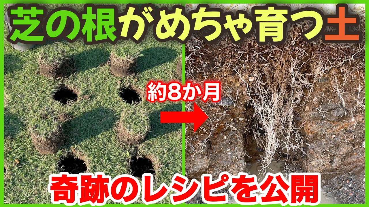 芝生最強土で根をぐんぐん育てる方法