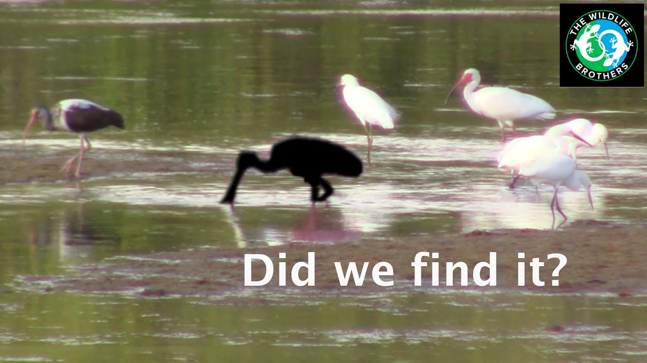 Can we find Florida's MOST BEAUTIFUL Bird? The Search for the Roseate Spoonbill!