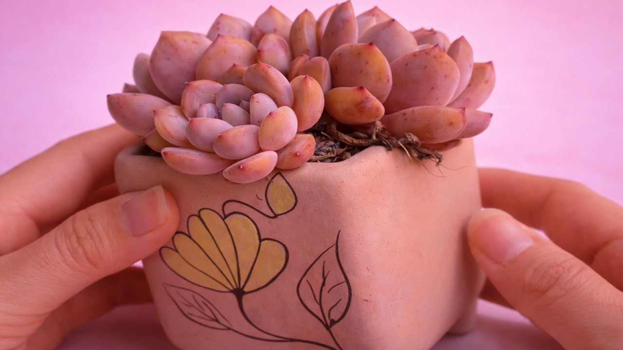 Fast Succulent Growth Tips Most People Don’t Know | Perfect for US Climate