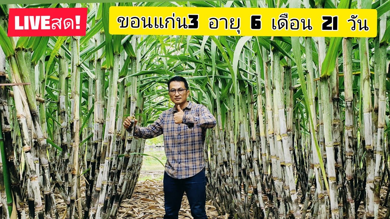 🔴LIVEสด! อ้อย6เดือน21วัน! ผู้จัดการมัน