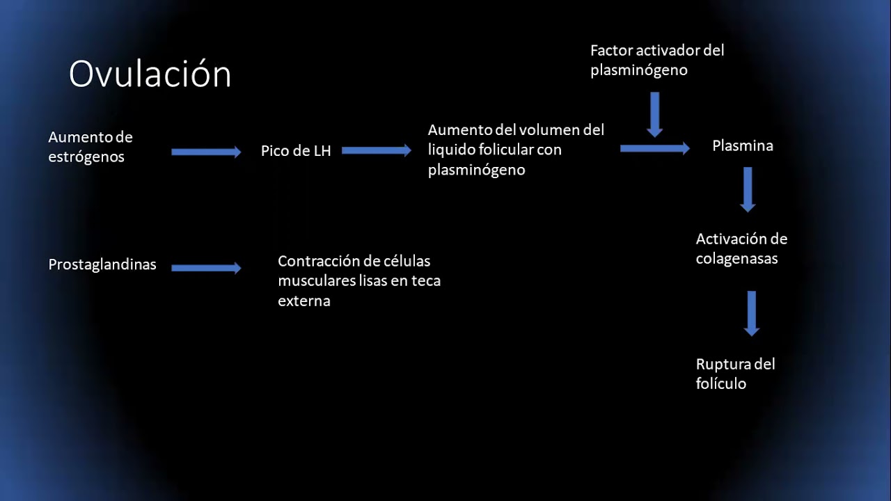 Ciclo ovárico