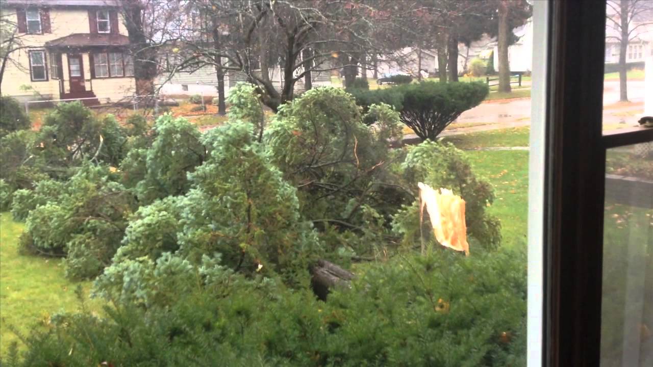 Lake County Wind Storm Tree Fall November 2013